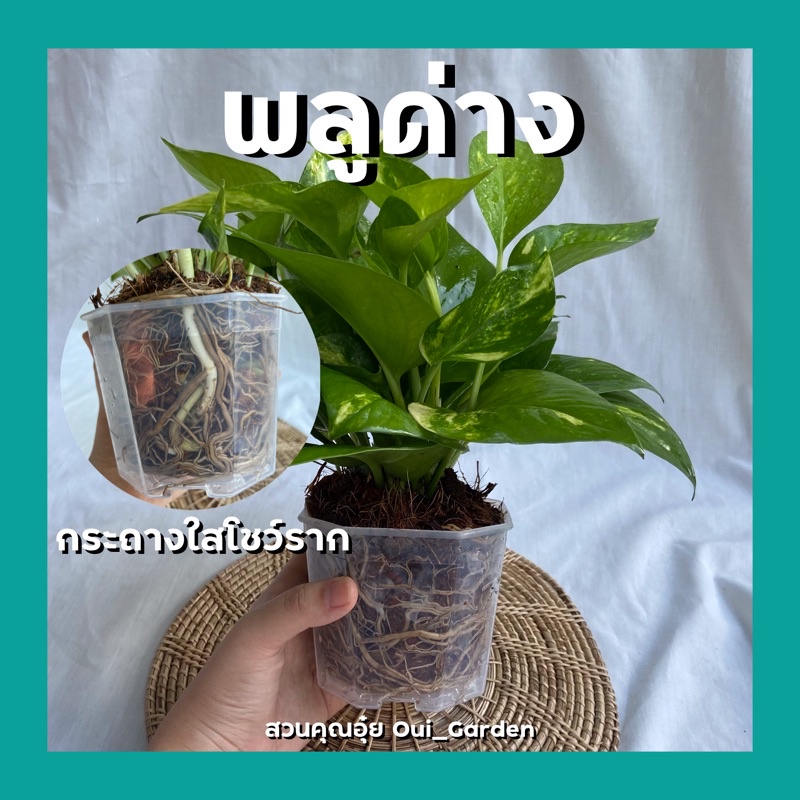 พลูด่าง กระถางใสโชว์รากและกระถางอีกหลายแบบ ช่วยฟอกอากาศ เลี้ยงในบ้านได้