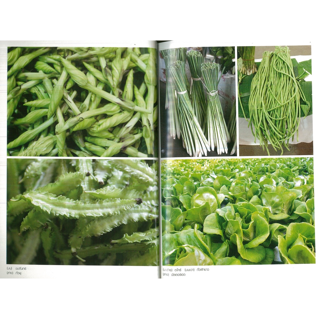PAILIN หนังสือ คู่มือการเพาะปลูกผักอินทรีย์อย่างมืออาชีพ (ราคาปก 175 บาท) - รูปที่ 2