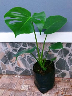 ฟิโลเดนดรอน มอนสเตอร่าไจแอนท์ Monstera Giant L พืชฟอกอากาศ ...