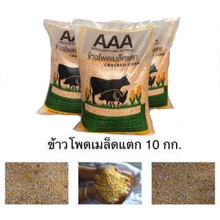 ข้าวโพดเมล็ดแตก 10 กก.ตรา ตองเอ สำหรับเป็นอาหารไก่ชน ไก่เลี้ยง แพะ หมู วัว หนูนา นก