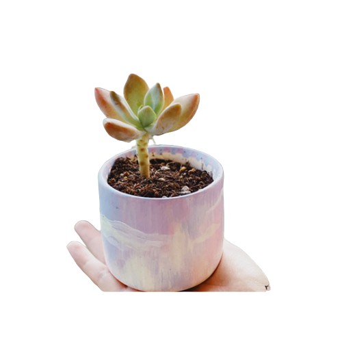 Hand painted pot with succulent ทรงกระบอก สีม่วง #2