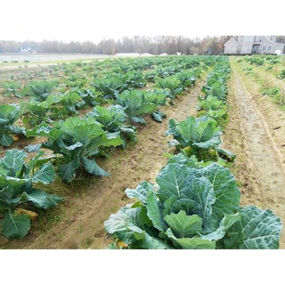 เมล็ดพันธุ์ ปูเล่ฝรั่ง มอร์ริสเฮดดิ้ง (Morris Heading Collards Seed) บรรจุ 100 เมล็ด