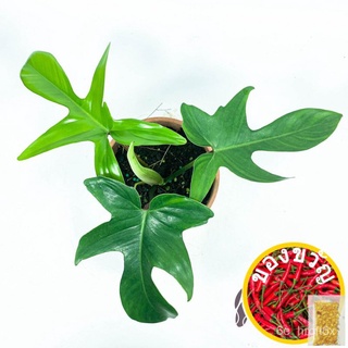 [พืชในร่ม] Philodendron ฟลอริด้าความงามสีเขียว Philodendron Squamiferum โดย LS จัดกลุ่ม HFEF