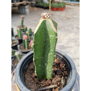 T-Rex Cactus แคคตัส กระบองเพชร ไม้อวบน้ำ ไม้กราฟ​