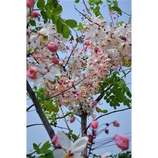 ต้น กัลปพฤกษ์ หรือ ซากุระ เมืองไทย สูง 60-80 cm. สำคัญกรุณาสั่งซื้อในเวลา12:00น.-00:00น.