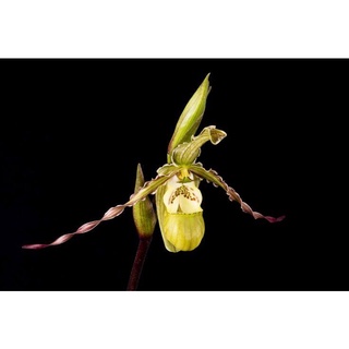 30 เมล็ดพันธุ์ เมล็ดกล้วยไม้ กล้วยไม้ กล้วยไม้เอื้อง (Phragmipedium Orchids) Orchid flower seeds อัตราการงอก 80-85%