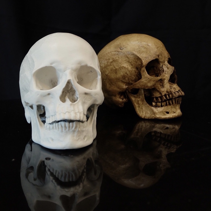 หัวกระโหลกเรซิ่น ขนาดเท่าของจริง |  Resin fake human skull model.