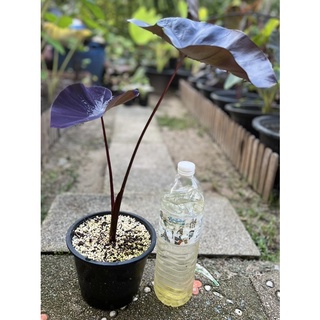 Colocasia black coral กระถาง6”