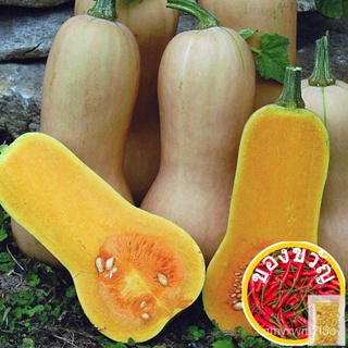 เมล็ดพันธ์ุวอลแทมบัตเตอร์นัท (Waltham Butternut Squash Seeds) จำนวน 25 เมล็ดSunflowerFlowerChamomileRubyMixRussianWhiteM