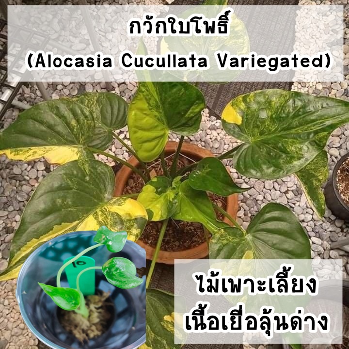 ต้นกวักใบโพธิ์ลุ้นด่าง (Alocasia Cucullata Variegated) ไม้เพาะเลี้ยงเนื้อเยื่อลุ้นด่าง