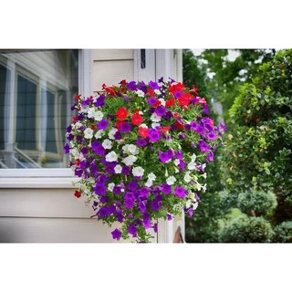 เมล็ดพันธุ์ ดอกพิทูเนีย คละสี (Petunia)200 เมล็ด ปลูกง่าย ปลูกได้ทั่วไทย