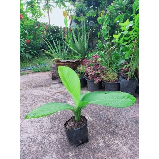 ✌เศรษฐีวิลสัน เศรษฐีวินสัน ต้นไม้แห่งโชคลาภ (สินค้าพร้อมส่ง)