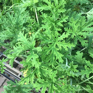 citronella mosquito malvarosa plant seeds香菜/通心菜/向日葵/内裤/芹菜/文胸/儿童/男装/手链/上衣/ XS9L