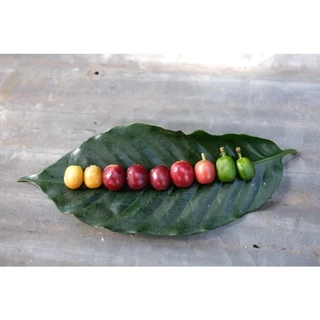 PK Full City+ Roast ขนาด 1,000g. เมล็ดกาแฟคั่วกลางค่อนเข้ม + ส่งไว คั่วใหม่