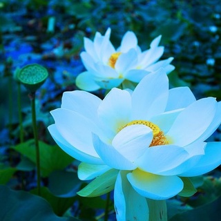 เมล็ดบัว 100 เมล็ด ดอกสีฟ้า ดอกเล็ก พันธุ์แคระ จิ๋ว Lotus Waterlily seeds