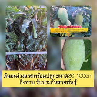 ต้นมะม่วงแรดพร้อมปลูกขนาด80-100cm กิ่งทาบ รับประกันสายพันธุ์