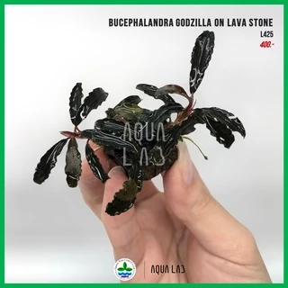 [APC] Bucephalandra kedagang red / godzilla (บูเซปก็อตซิล่า) [ไม้น้ำ - Aquatic Plants] L425/P412