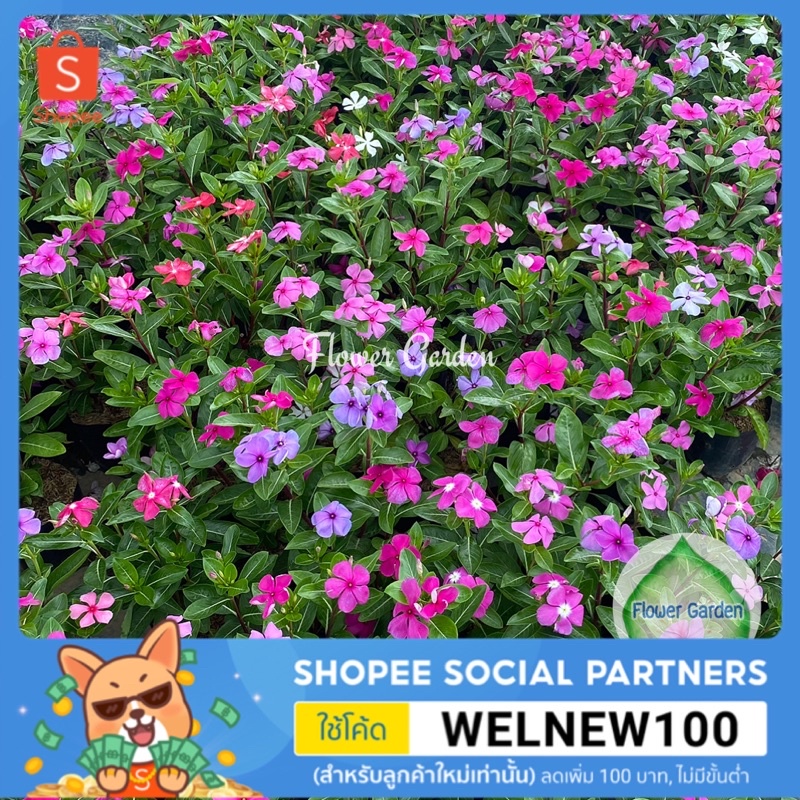 F16 ต้นแพงพวย Vinca,Periwinkle มีหลายสี แบบถุงดำ #ไม้ประดับกลางแจ้ง #ไม้แดด