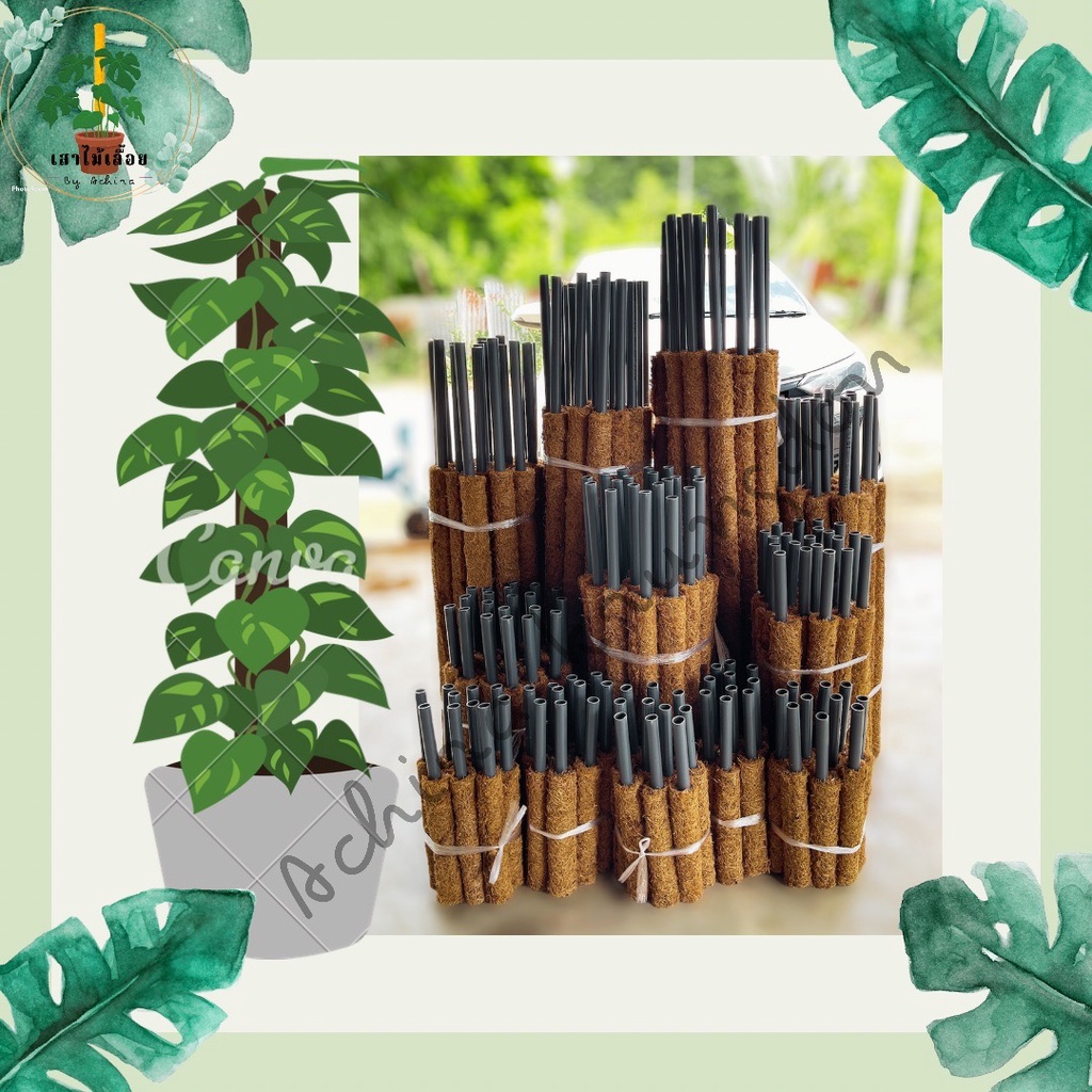 เสาใยมะพร้าว ขนาด 80 CM. หลักไม้เลื้อย หลักค้ำต้นไม้ - รูปที่ 2