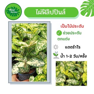ไผ่ฟิลิปปินส์ ไม้มงคล ไม้ประดับสวยงาม กระถาง 3 นิ้ว