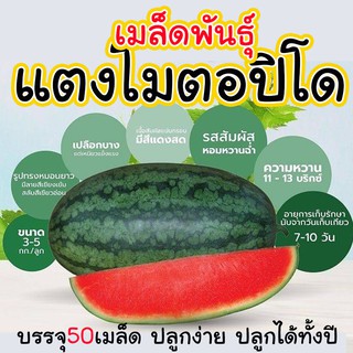 เมล็ดพันธุ์แตงโม นิวตอปิโด เนื้อสีแดงจัด เก็บเกี่ยวเร็ว ความหวานสูง จำนวน 50 เมล็ด By JJ Plant Seeds แตงโมตอปิโด