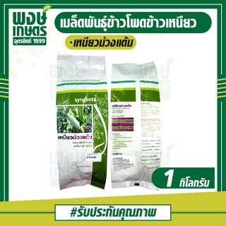 เมล็ดพันธุ์ข้าวโพดข้าวเหนียวลูกผสม เหนียวม่วงแต้ม Syngenta 1กก. ข้าวโพด เมล็ดพันธุ์ผัก เมล็ดพันธุ์พืช พงษ์เกษตรอุตรดิตถ์