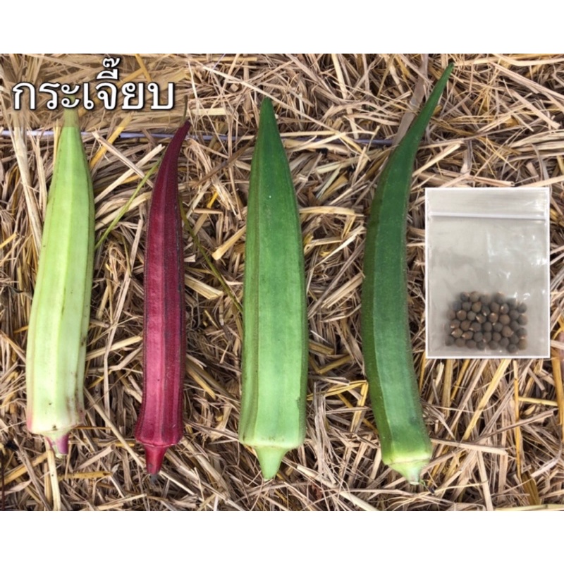 เมล็ดพันธ์ุ กระเจี๊ยบ ฝักแดง ขาว เขียวไทย เขียวญี่ปุ่น อินทรีย์ Organic Okra Seed 50 เมล็ด