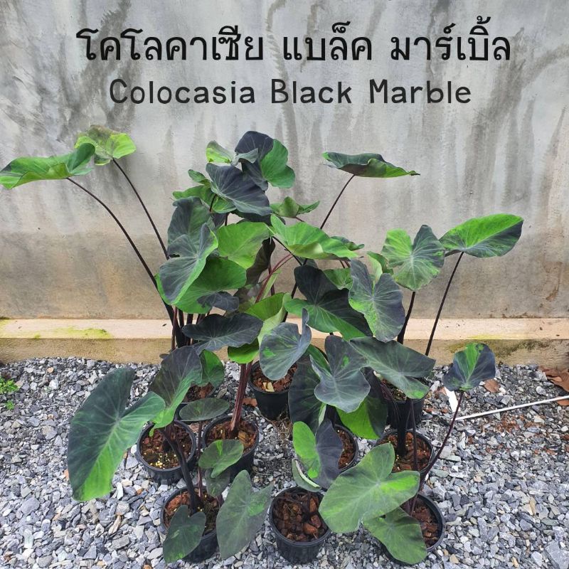 Colocasia Black Marble โคโลคาเซีย แบล็กมาเบิ้ล 💯 อัพเดท28กย65