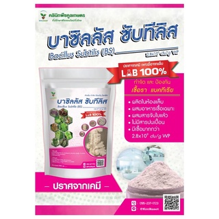 บาซิลลัส ซับทีลีส 500กรัม  สูตรชีวภาพ ปลอดสารเคมี ป้องกัน กำจัดโรคแคงเคอร์ โรคแอนแทรคโนส โรคหัวเน่า คูลเกษตร KK215