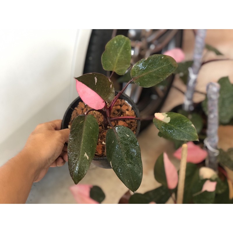 ☘️ Philodendron Pink Princess หรือ เจ้าหญิงสีชมพู👸🏼💓 (Half)