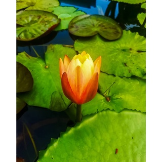 7 เมล็ด เมล็ดบัว สีส้ม ดอกเล็ก สายพันธุ์เมล็ดบัว ดอกบัว Lotus seeds