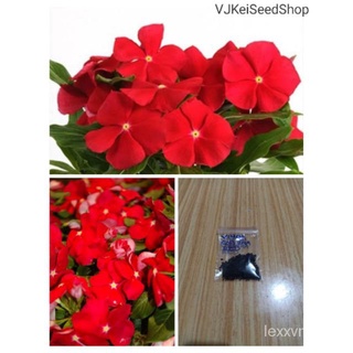 Vinca Cora Red Seeds (20pcs) สร้อยข้อมือ/กระโปรง/แม่และเด็ก/เสื้อ/กุหลาบ/มะละกอ/บ้านและสวน/เมล็ด/ดอกทานตะวัน/แอปเปิ้ล/ X