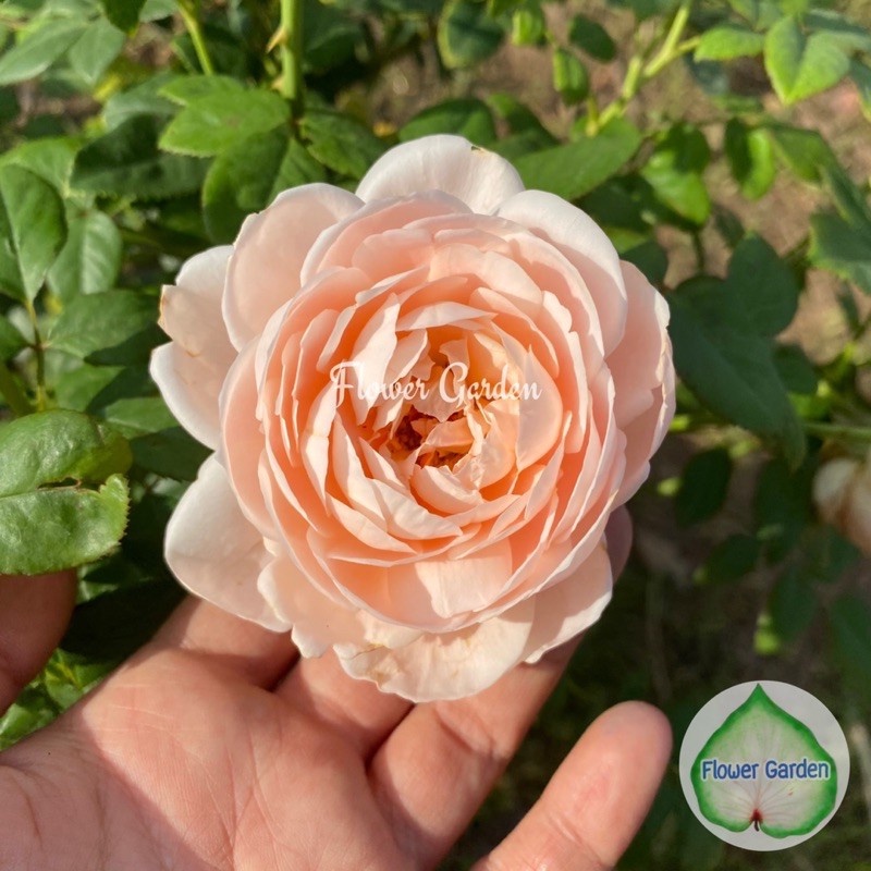 F477 กุหลาบ Ambridge Rose (แอมบริด) ติดดอก ขนาดถุงใหญ่ เลี้ยงง่าย