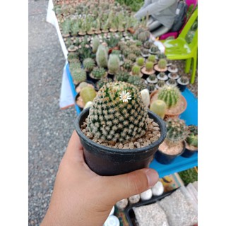 [ถูกสุด] Cactus แมมขนนกเหลือง กระบองเพชร แคคตัส