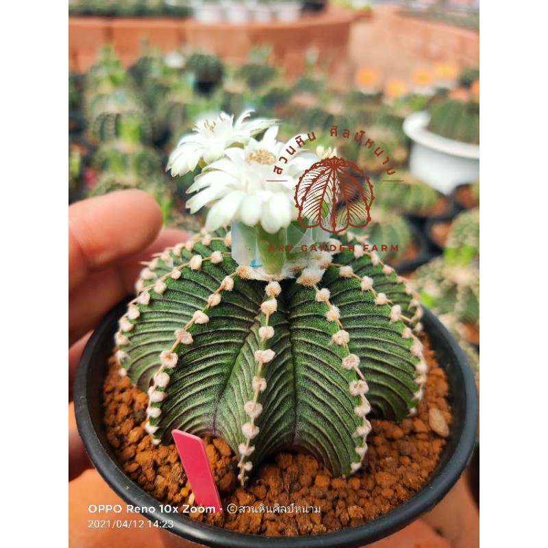 เมล็ดLB2178แท้ (A.LB2178แท้)