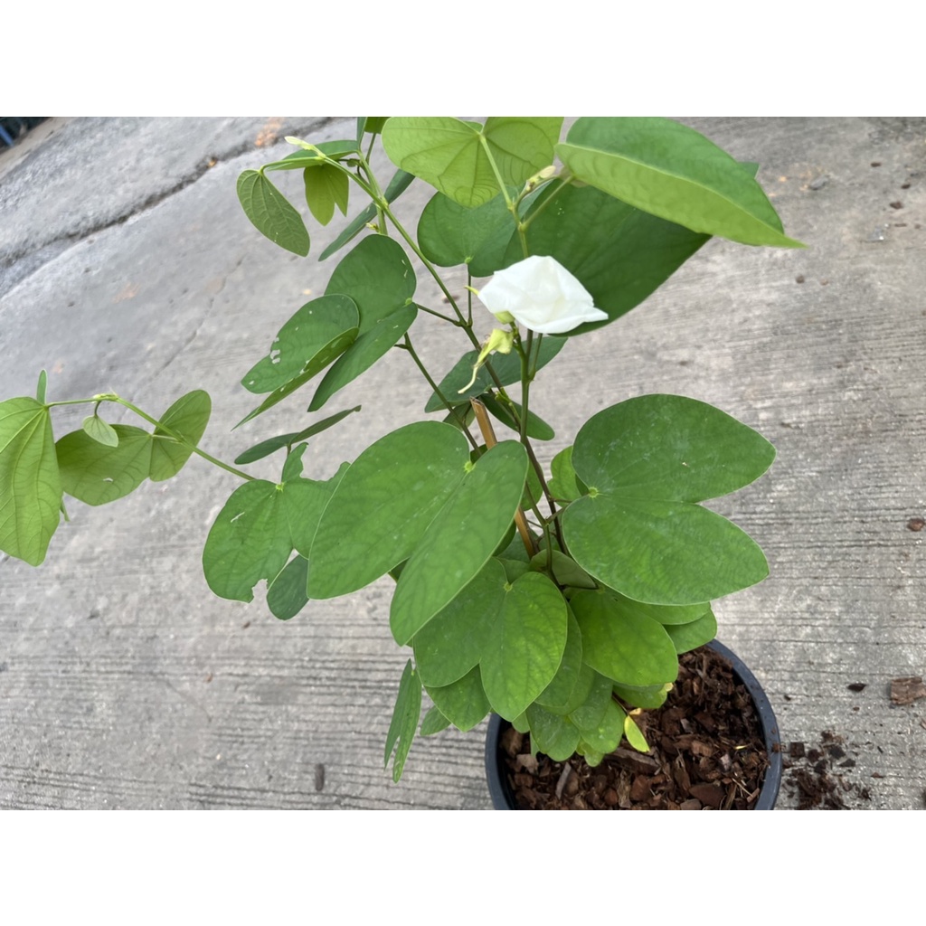 มุมมอง 5