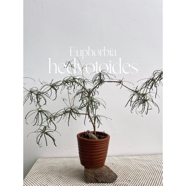 ยูโฟเบีย (Euphorbia hedyotoides)