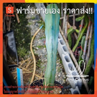 สวนขายเอง! ตอฟ้าไซส์กราฟ ตอบลู Myrtillocactus geometrizans ไซส์กระถาง 4 นิ้ว แคคตัส กระบองเพชร ต้นไม้ประดับ อวบน้ำ