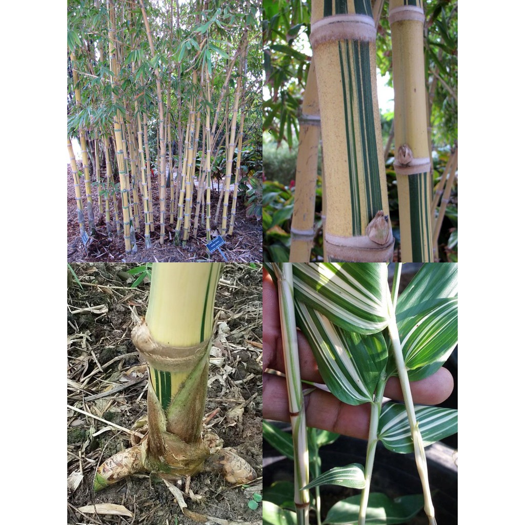 ไผ่เก้าดาวแสงจันทร์ guadua moonlight ถิ่นกำเนิดลาตินอเมริกา เหง้ายาว ลำห่าง เนื้อหนาแกร่ง ข้อถี่แข็ง