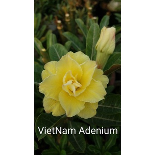 12 เมล็ด เมล็ดพันธุ์ ชวนชม สายพันธุ์ไต้หวัน ดอกสีเหลือง Adenium Seeds