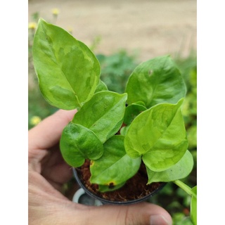 พลูงาช้าง(ด่างเขียว)🌱Epipremnum Aureum Emerald