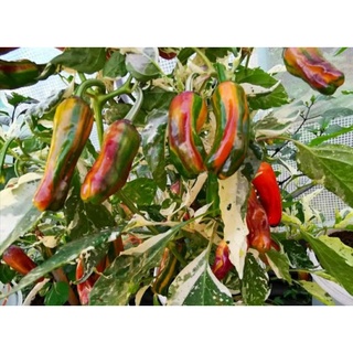 เมล็ดพันธุ์พริกม่วงคาโชว์ด่าง Purple Cacho Variegated Pepper  เมล็ดพันธุ์แท้นำเข้าจากต่างประเทศ คุณภาพดี ราคาถูก