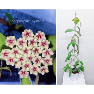 hoya phuwuaensis โฮย่าภูวัว