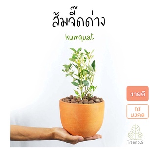 Treeno.9 T433 ส้มจี๊ดด่าง (kumquat) กระถาง 5.5 นิ้ว มีดอก พร้อมออกลูก สูง 30-35 ซม. ต้นไม้มงคล ปลูกประดับบารมี ผลมีประโยชน์ ออกผลเรื่อยๆ