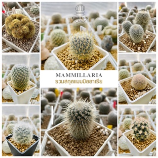 🌵 รวมสกุล Mammillaria 🌵(อัพเดท 12/08/2023)