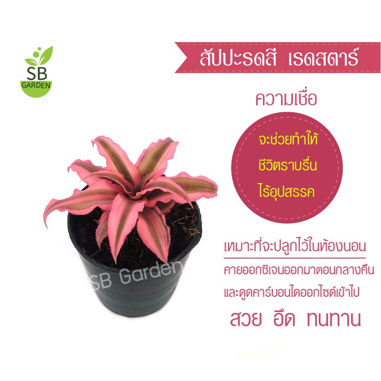 สับปะรดสีเเคระเรดสตาร์   Ruby กระถางขนาด 3 นิ้ว
