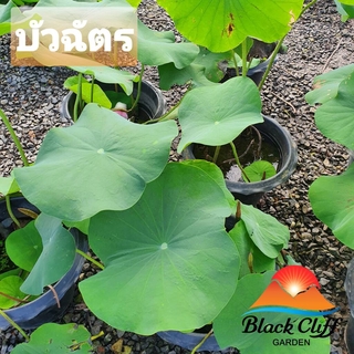 บัวฉัตร บัว lotus blackcliffgarden ไม้น้ำ ดอกบัว