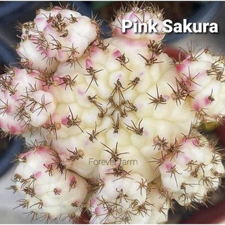 หน่อเด็ดสด แคคตัส ยิมโน Pink Sakura ใช้กราฟเท่านั้น