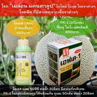 รักษาโรคเมล่อน โรคราน้ำค้างแคนตาลูป โรคเหี่ยวแคนตาลูป โรคต่างๆจากเชื้อราใช้ ไอเอส1 หยุดโรค + FK-1 ฟื้นฟู โตไว ผลผลิตดี