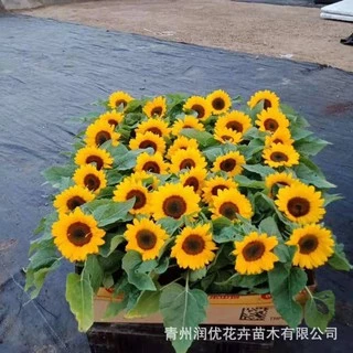 เมล็ดพันธุ์ ทานตะวันแคระ 10 เมล็ด Big Smile Sunflower Seed เมล็ดพันธุ์แท้100%